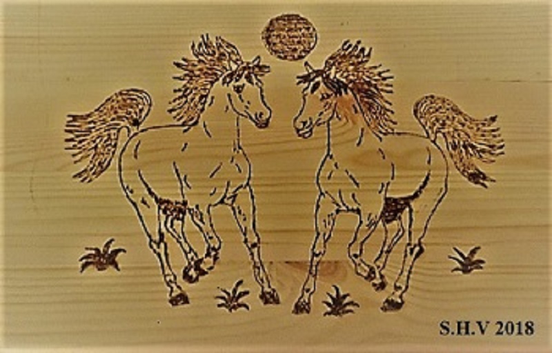 wild horses