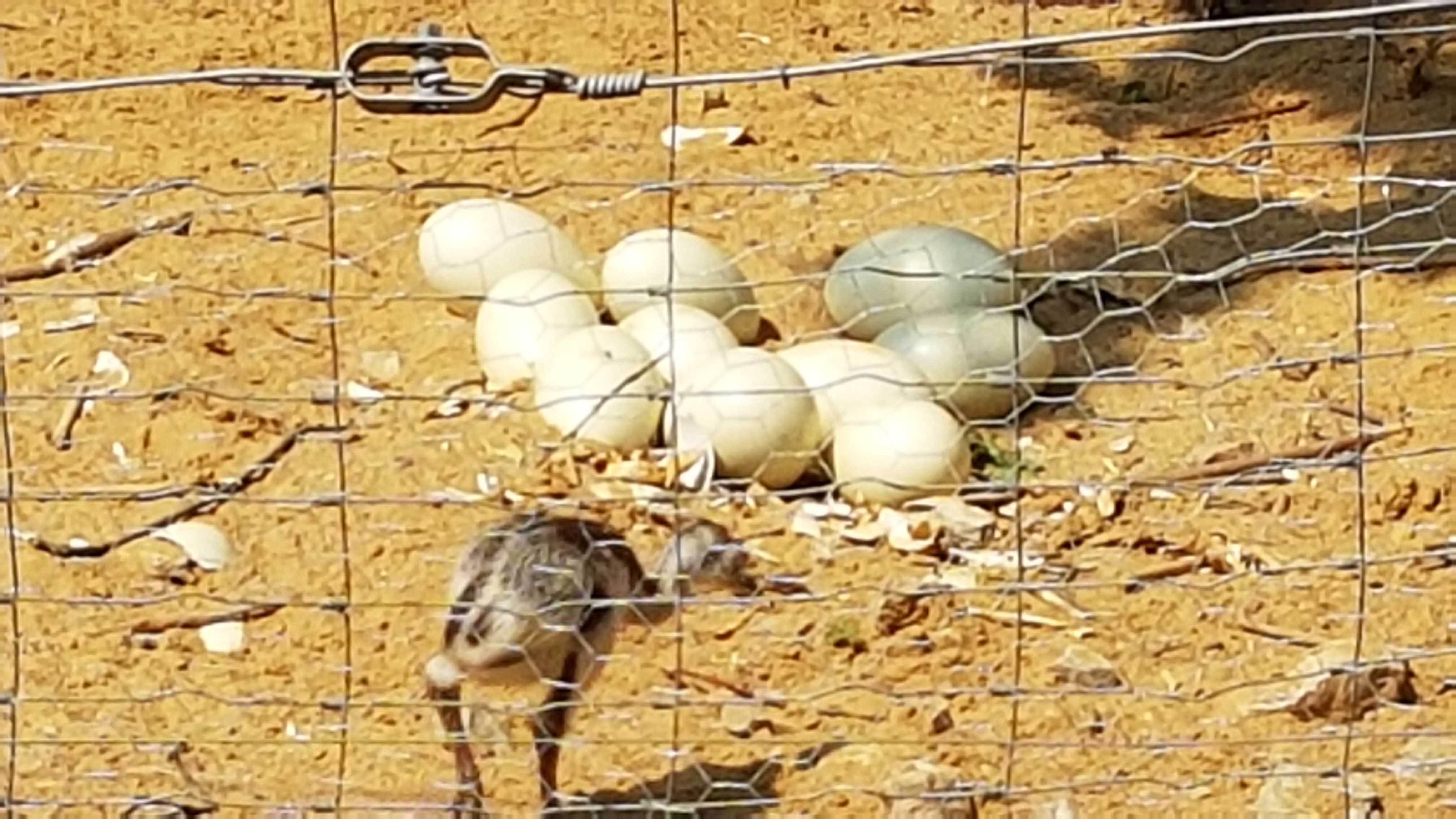 Nandu Eggs with Baby