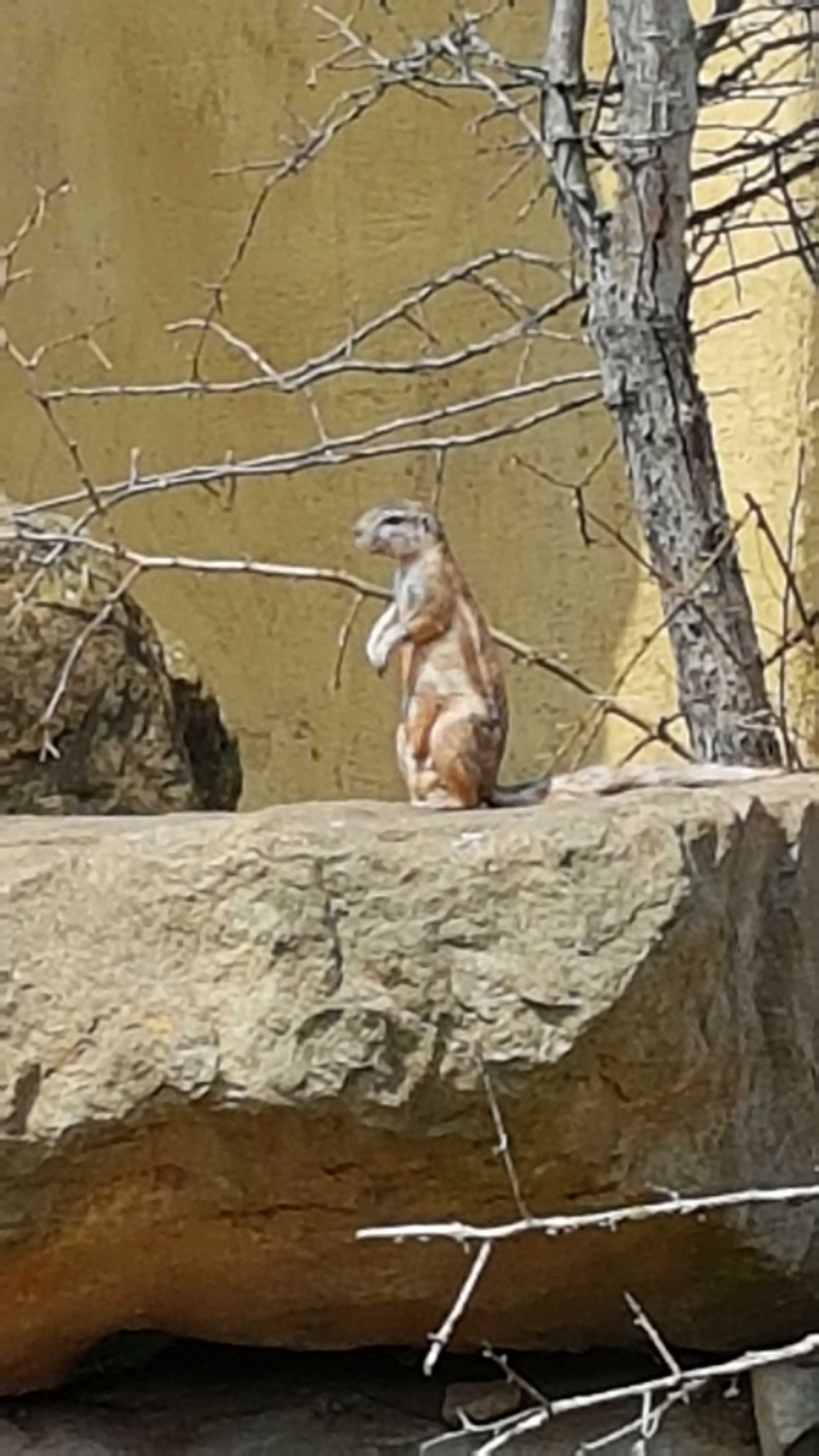 Funny Squarrel
